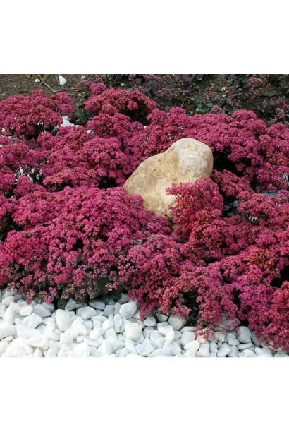 Сукулент Плам Даззлед